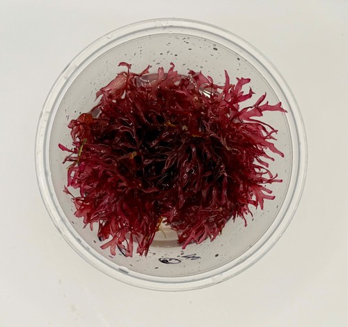 Live red pom - live,