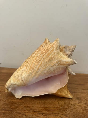 Gros coquillage ancien conque - coquillage,