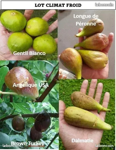 Lot variétés figuier - lot, de