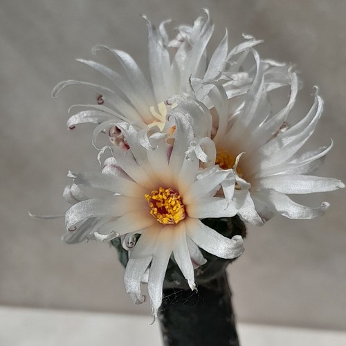 Rare strombocactus - rare,
