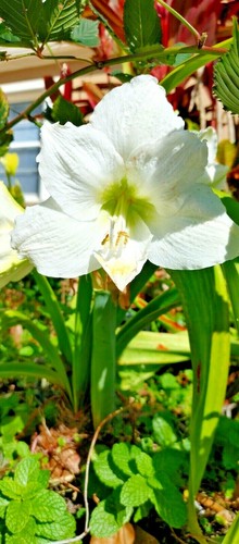 Organic white nymph - organic,