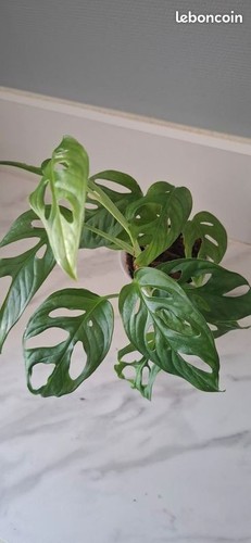 Monstera adansonii bouture - , 68