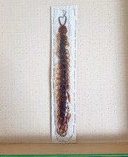 Scolopendre naturalisé 