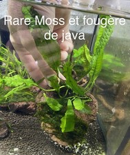 Rare Moss Et Anubia Sur Pierre