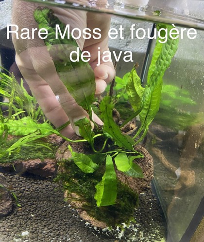 Rare moss anubia sur pierre - rare,