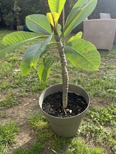Plumeria Frangipanier 