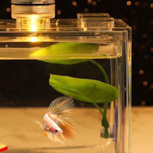 Betta frai feuille