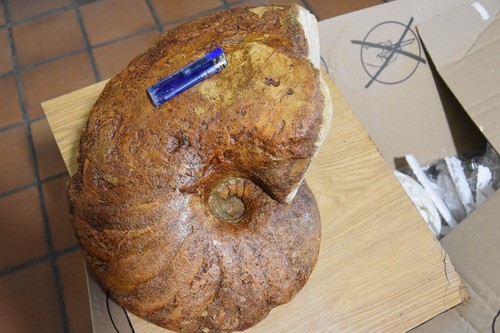 Géant paracenoceras aff - paracenoceras,