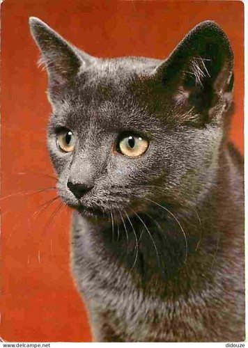 Carte postale animaux - carte,