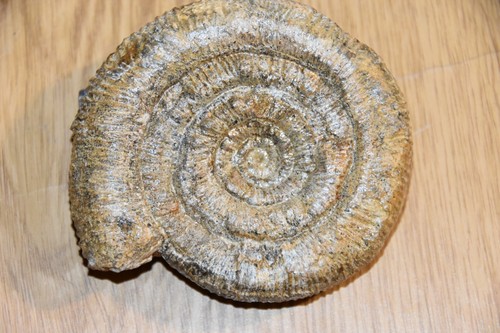 Grande ammonite - grande,