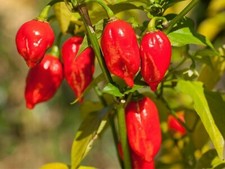 25 Graines de Piments Bhut