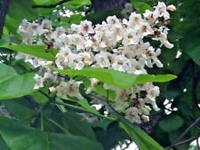 30 NORTHERN CATALPA SEEEDS - Catalpa speciosa