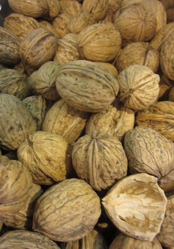 Noyer paris juglans - de,