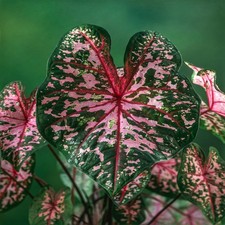 Caladium Tubercule coloré