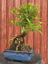 BONSAÏ SERISSA FOETIDA 6ANS