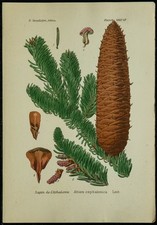 1898ca - Sapin - Planche de