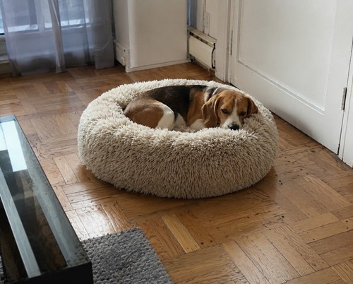 Lit pour chien kaki - lit,