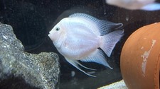 Live Tropical Snow White Cichlid 4 Inch (RARE SIZE!!!)