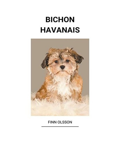Bichon havanais olsson finn - olsson,,
