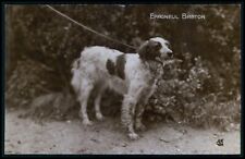 Dogs breeder Epagneul Breton Spaniel breed original old 1920s photo postcard