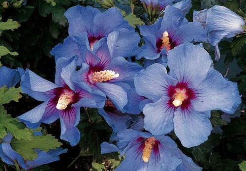 Hibiscus syriacus oiseau bleu - hibiscus,