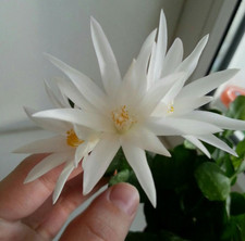 Rhipsalidopsis. Plante en pot