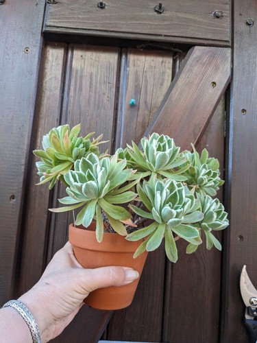 Aeonium ballerina 1 - ballerina, "