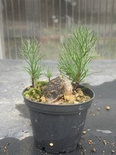 ERIOSPERMUM PARADOXUM POT7CM