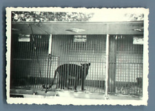 Galdin, France, Paris, Cirque Pinder. Vintage Silver Print Black Panther. Vint