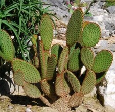 1 Bouture/Raquette - Cactus Opuntia Microdasys v. rufida - -10°c