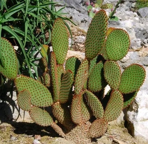 Bouture raquette cactus - bouture/raquette,