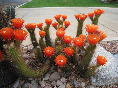 Graines echinopsis - de,