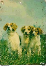 Carte Postale - Animaux -