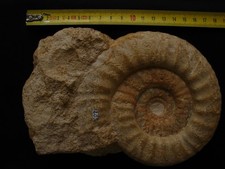 Ammonite du Callovien : Choffatia sp. (Spath, 1930)