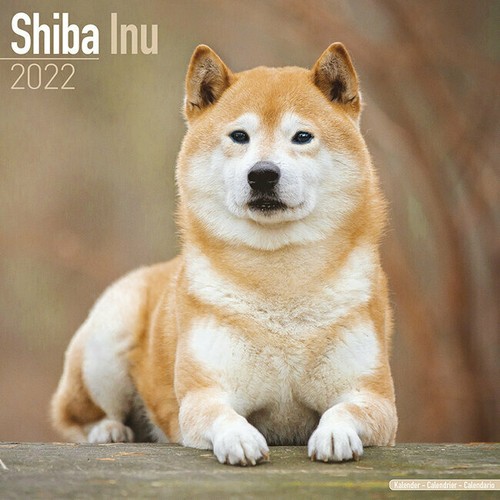 Calendrier 2022 shiba inu - calendrier,