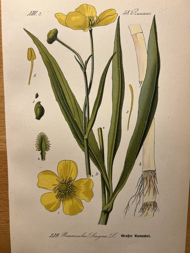 Illustration ancienne 1886