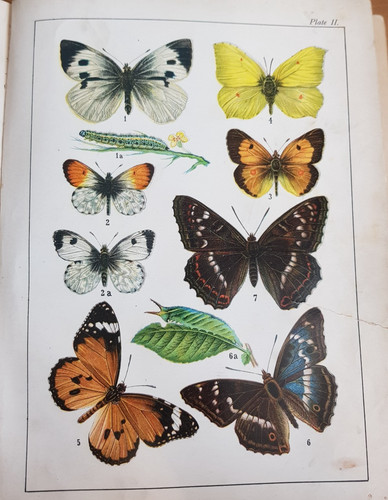 1901 familiar butterflies - familiar, &
