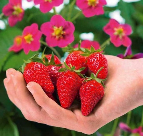Graines fraisier fraise - 20,