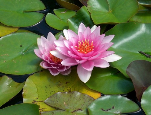 Special petit bassin nenuphar - ,