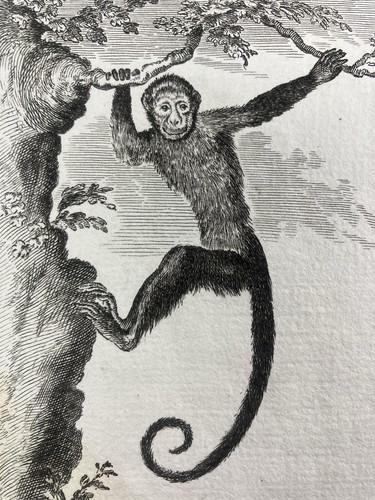 Saï singe capucin capucinus - singe,