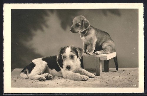 Terrier chiot sur - et, une