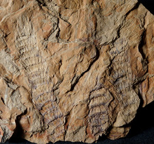Extremely rare Carboniferous fossil plant Calamite cone type Macrostachya cones