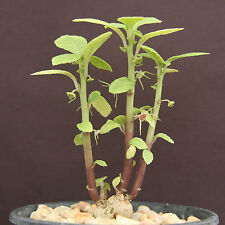 DORSTENIA RADIATA rare succulents caudex exotic caudiciform africa seed 5 SEEDS