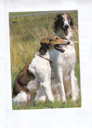 G2397 chien barsoi - g2397,