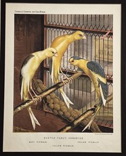 Original 1877 Scotch Fancy