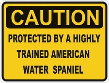 Américain Eau Spaniel