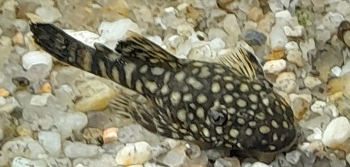 Ancistrus le lot de - ancistrus, 2