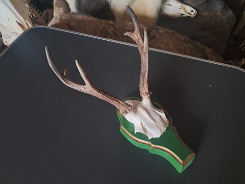Trophée chevreuil de - trophée,