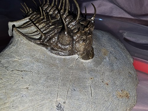 Trilobite spiny nosed - trilobite, spiny-nosed