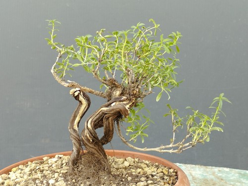 Bonsaï thym 10 cm - x,